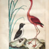 L'Histoire naturelle eclaircie dans une de ses parties principales, l'ornithologie, qui traite des oiseaux de terre, de mer et de rivie8re, tant de nos climats que des pays e9trangers e2 Ouvrage traduit du Latin du Synopsis avium de Raye9 Par M. Salerne, docteur en me9decine e0 Orle9anse0 Enrichi de 31 figures dessine9es d'apre8s nature. - 图片 4