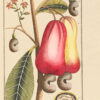 Afbeeldingen der Artseny-Gewassen met Derzelver Nederduitsche en Latynsche beschryvingen. - Image 4