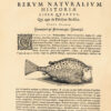 Historia naturalis Brasiliae, Auspicio et Beneficio Illustriss. I. Mauritii com Nassav illius provinciae et maris summi praefecti adornata : in qua non tantum plantae et animalia, sed et indigenarum morbi, ingenia et motes describuntur et iconibus supra quingentas illustrantur. - Imagen 6