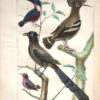 L'Histoire naturelle eclaircie dans une de ses parties principales, l'ornithologie, qui traite des oiseaux de terre, de mer et de rivie8re, tant de nos climats que des pays e9trangers e2 Ouvrage traduit du Latin du Synopsis avium de Raye9 Par M. Salerne, docteur en me9decine e0 Orle9anse0 Enrichi de 31 figures dessine9es d'apre8s nature. - 图片 5