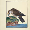 The Birds of Great-Britain, with their Eggs, accurately figured. – Image 5