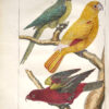 L'Histoire naturelle eclaircie dans une de ses parties principales, l'ornithologie, qui traite des oiseaux de terre, de mer et de rivie8re, tant de nos climats que des pays e9trangers e2 Ouvrage traduit du Latin du Synopsis avium de Raye9 Par M. Salerne, docteur en me9decine e0 Orle9anse0 Enrichi de 31 figures dessine9es d'apre8s nature. - 图片 3