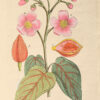 Afbeeldingen der Artseny-Gewassen met Derzelver Nederduitsche en Latynsche beschryvingen. - Image 6