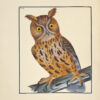 The Birds of Great-Britain, with their Eggs, accurately figured. – Image 6