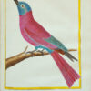 Histoire naturelle des oiseaux. - Imagen 8