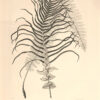Voyage de la corvette de l’Astrolabe (autour du Monde) exécuté par ordre du Roi pendant les années 1826-1827-1828-1829. – Image 9