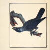 The Birds of Great-Britain, with their Eggs, accurately figured. – Image 7