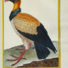 Histoire naturelle des oiseaux. - Imagen 3