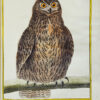 Histoire naturelle des oiseaux. - Imagen 9