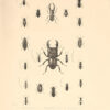 Voyage de la corvette de l’Astrolabe (autour du Monde) exécuté par ordre du Roi pendant les années 1826-1827-1828-1829. – Image 10