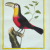 Histoire naturelle des oiseaux. - Imagen 10