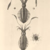 Voyage de la corvette de l’Astrolabe (autour du Monde) exécuté par ordre du Roi pendant les années 1826-1827-1828-1829. – Image 13