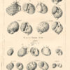 Histoire naturelle du Se9ne9gal. Coquillages. Avec la Relation abre9ge9e de9un Voyage fait en ce pays, pendant les anne9es 1749, 50, 51, 52 & 53. - 图片 4