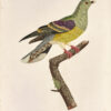 Les Pigeons. - Image 2