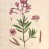 La Botanique mise a la portée de tout le monde ou collection des plantes d’usage dans la médecine dans les alimens et dans les arts. Avec des notices instructives puisées dans les auteurs les plus celebres, contenant la description, le climât, la culture, les proprietes et les vertus propres a chaque plante, precedé d’une introduction a la botanique, ou dictionnaire abregé des principaux termes emploiés dans cette science. Executé et Publié par Les Sr. Et De.Regnault Avec approbation et Privilege dy Roy. – Image 11