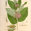 La Botanique mise a la portée de tout le monde ou collection des plantes d’usage dans la médecine dans les alimens et dans les arts. Avec des notices instructives puisées dans les auteurs les plus celebres, contenant la description, le climât, la culture, les proprietes et les vertus propres a chaque plante, precedé d’une introduction a la botanique, ou dictionnaire abregé des principaux termes emploiés dans cette science. Executé et Publié par Les Sr. Et De.Regnault Avec approbation et Privilege dy Roy. – Image 18