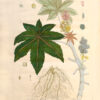La Botanique mise a la portée de tout le monde ou collection des plantes d’usage dans la médecine dans les alimens et dans les arts. Avec des notices instructives puisées dans les auteurs les plus celebres, contenant la description, le climât, la culture, les proprietes et les vertus propres a chaque plante, precedé d’une introduction a la botanique, ou dictionnaire abregé des principaux termes emploiés dans cette science. Executé et Publié par Les Sr. Et De.Regnault Avec approbation et Privilege dy Roy. – Image 17