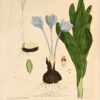 La Botanique mise a la portée de tout le monde ou collection des plantes d’usage dans la médecine dans les alimens et dans les arts. Avec des notices instructives puisées dans les auteurs les plus celebres, contenant la description, le climât, la culture, les proprietes et les vertus propres a chaque plante, precedé d’une introduction a la botanique, ou dictionnaire abregé des principaux termes emploiés dans cette science. Executé et Publié par Les Sr. Et De.Regnault Avec approbation et Privilege dy Roy. – Image 7
