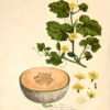 La Botanique mise a la portée de tout le monde ou collection des plantes d’usage dans la médecine dans les alimens et dans les arts. Avec des notices instructives puisées dans les auteurs les plus celebres, contenant la description, le climât, la culture, les proprietes et les vertus propres a chaque plante, precedé d’une introduction a la botanique, ou dictionnaire abregé des principaux termes emploiés dans cette science. Executé et Publié par Les Sr. Et De.Regnault Avec approbation et Privilege dy Roy. – Image 8
