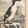 Histoire naturelle générale et particulière avec la description du Cabinet du Roi : Histoire naturelle des Oiseaux. Tome premier – Tome XVIII (ainsi complets). - Imagen 3