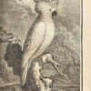 Histoire naturelle générale et particulière avec la description du Cabinet du Roi : Histoire naturelle des Oiseaux. Tome premier – Tome XVIII (ainsi complets). - Imagen 4