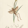 British entomology; being illustrations and descriptions of the genera of insects found in Great Britain and Ireland: containing coloured figures from nature of the most rare and beautiful species, and in many instances of the plants upon which they are found. - Image 5