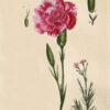 Flora Parisiensis ou descriptions et figures des plantes qui croissent aux environs de Paris avec les différens noms, classes, ordres et genres qui leur conviennent, rangés selon la méthode sexuelle de Linné. - Image 6