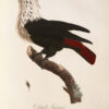 Les Pigeons. - Image 4