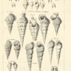 Histoire naturelle du Se9ne9gal. Coquillages. Avec la Relation abre9ge9e de9un Voyage fait en ce pays, pendant les anne9es 1749, 50, 51, 52 & 53. - 图片 5
