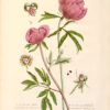 La Botanique mise a la portée de tout le monde ou collection des plantes d’usage dans la médecine dans les alimens et dans les arts. Avec des notices instructives puisées dans les auteurs les plus celebres, contenant la description, le climât, la culture, les proprietes et les vertus propres a chaque plante, precedé d’une introduction a la botanique, ou dictionnaire abregé des principaux termes emploiés dans cette science. Executé et Publié par Les Sr. Et De.Regnault Avec approbation et Privilege dy Roy. – Image 12