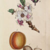 Flora Parisiensis ou descriptions et figures des plantes qui croissent aux environs de Paris avec les différens noms, classes, ordres et genres qui leur conviennent, rangés selon la méthode sexuelle de Linné. - Image 7