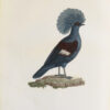 Les Pigeons. - Image 6