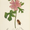 British entomology; being illustrations and descriptions of the genera of insects found in Great Britain and Ireland: containing coloured figures from nature of the most rare and beautiful species, and in many instances of the plants upon which they are found. - Image 6