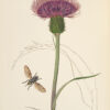 British entomology; being illustrations and descriptions of the genera of insects found in Great Britain and Ireland: containing coloured figures from nature of the most rare and beautiful species, and in many instances of the plants upon which they are found. - Image 7
