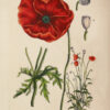 Flora Parisiensis ou descriptions et figures des plantes qui croissent aux environs de Paris avec les différens noms, classes, ordres et genres qui leur conviennent, rangés selon la méthode sexuelle de Linné. - Image 8