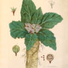 La Botanique mise a la portée de tout le monde ou collection des plantes d’usage dans la médecine dans les alimens et dans les arts. Avec des notices instructives puisées dans les auteurs les plus celebres, contenant la description, le climât, la culture, les proprietes et les vertus propres a chaque plante, precedé d’une introduction a la botanique, ou dictionnaire abregé des principaux termes emploiés dans cette science. Executé et Publié par Les Sr. Et De.Regnault Avec approbation et Privilege dy Roy. – Image 16