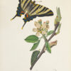 British entomology; being illustrations and descriptions of the genera of insects found in Great Britain and Ireland: containing coloured figures from nature of the most rare and beautiful species, and in many instances of the plants upon which they are found. - Image 8