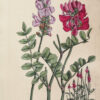 Flora Parisiensis ou descriptions et figures des plantes qui croissent aux environs de Paris avec les différens noms, classes, ordres et genres qui leur conviennent, rangés selon la méthode sexuelle de Linné. - Image 9