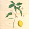 La Botanique mise a la portée de tout le monde ou collection des plantes d’usage dans la médecine dans les alimens et dans les arts. Avec des notices instructives puisées dans les auteurs les plus celebres, contenant la description, le climât, la culture, les proprietes et les vertus propres a chaque plante, precedé d’une introduction a la botanique, ou dictionnaire abregé des principaux termes emploiés dans cette science. Executé et Publié par Les Sr. Et De.Regnault Avec approbation et Privilege dy Roy. – Image 13