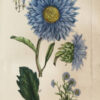 Flora Parisiensis ou descriptions et figures des plantes qui croissent aux environs de Paris avec les différens noms, classes, ordres et genres qui leur conviennent, rangés selon la méthode sexuelle de Linné. - Image 10