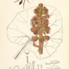 British entomology; being illustrations and descriptions of the genera of insects found in Great Britain and Ireland: containing coloured figures from nature of the most rare and beautiful species, and in many instances of the plants upon which they are found.
