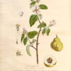 La Botanique mise a la portée de tout le monde ou collection des plantes d’usage dans la médecine dans les alimens et dans les arts. Avec des notices instructives puisées dans les auteurs les plus celebres, contenant la description, le climât, la culture, les proprietes et les vertus propres a chaque plante, precedé d’une introduction a la botanique, ou dictionnaire abregé des principaux termes emploiés dans cette science. Executé et Publié par Les Sr. Et De.Regnault Avec approbation et Privilege dy Roy. – Image 15