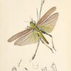British entomology; being illustrations and descriptions of the genera of insects found in Great Britain and Ireland: containing coloured figures from nature of the most rare and beautiful species, and in many instances of the plants upon which they are found. - Image 2