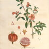 La Botanique mise a la portée de tout le monde ou collection des plantes d’usage dans la médecine dans les alimens et dans les arts. Avec des notices instructives puisées dans les auteurs les plus celebres, contenant la description, le climât, la culture, les proprietes et les vertus propres a chaque plante, precedé d’une introduction a la botanique, ou dictionnaire abregé des principaux termes emploiés dans cette science. Executé et Publié par Les Sr. Et De.Regnault Avec approbation et Privilege dy Roy. – Image 14