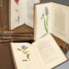 British entomology; being illustrations and descriptions of the genera of insects found in Great Britain and Ireland: containing coloured figures from nature of the most rare and beautiful species, and in many instances of the plants upon which they are found. - Image 9