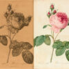 Les Roses par P. J. Redouté, peintre de fleurs, Dessinateur en titre de la Classe de Physique de l’Institut et du Muséum d’Histoire naturelle ; avec le texte par Cl. Ant. Thory, membre de plusieurs sociétés savantes.