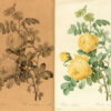Les Roses par P. J. Redouté, peintre de fleurs, Dessinateur en titre de la Classe de Physique de l’Institut et du Muséum d’Histoire naturelle ; avec le texte par Cl. Ant. Thory, membre de plusieurs sociétés savantes. - 图片 4