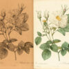 Les Roses par P. J. Redouté, peintre de fleurs, Dessinateur en titre de la Classe de Physique de l’Institut et du Muséum d’Histoire naturelle ; avec le texte par Cl. Ant. Thory, membre de plusieurs sociétés savantes. - 图片 8