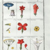 Plantes usuelles, indig�e8nes et exotiques, dessin�e9es et colori�e9es d�e2pr�e8s nature, avec la description de leurs caract�e8res distinctifs et de leurs propri�e9t�e9s m�e9dicales. – Bild 2
