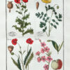 Plantes usuelles, indig�e8nes et exotiques, dessin�e9es et colori�e9es d�e2pr�e8s nature, avec la description de leurs caract�e8res distinctifs et de leurs propri�e9t�e9s m�e9dicales.